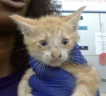 Rescue Domestic Short Hair Cats for Adoption in Dallas, Texas - RAVEN | PetCurious