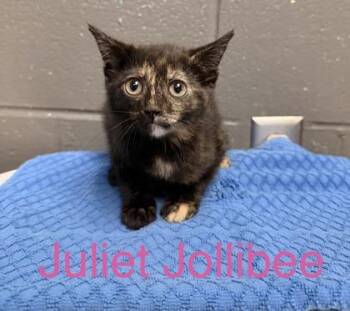 Juliet Jollibee -  Domestic Short Hair Cat for Adoption in Fort Worth, Texas - Juliet Jollibee | PetCurious