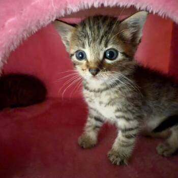 Domestic Short Hair Cats Available for Adoption in Westminster, California - Velocity | PetCurious