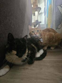 Apple 3 -  Domestic Short Hair Cat Available for Adoption in Tucson, Arizona - Apple 3 | PetCurious