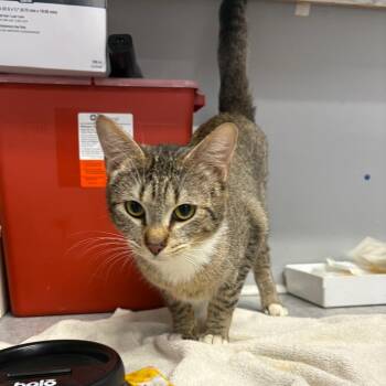 Loki -  Domestic Short Hair Cat for Adoption in Spokane, Washington - Loki | PetCurious