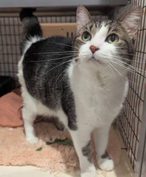 Domestic Short Hair Cats Available for Adoption in Fremont, Ohio - Mila | PetCurious