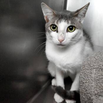 Domestic Short Hair Cats Available for Adoption in West Palm Beach, Florida - Louis | PetCurious