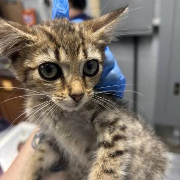Cher -  Domestic Short Hair Cat for Adoption in Summerville, South Carolina - Cher | PetCurious