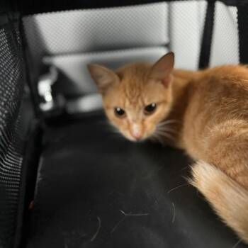 Beevis -  American Shorthair Cat for Adoption in Greensboro, North Carolina - Beevis | PetCurious