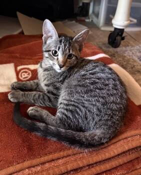 Buddy -  Domestic Short Hair Cat for Adoption in Crowley, Texas - Buddy | PetCurious