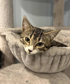 Domestic Short Hair Cats Available for Adoption in Herndon, Virginia - Medusa | PetCurious
