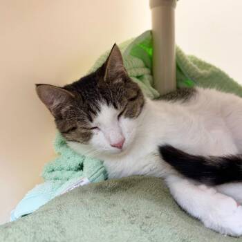 Rodger -  Domestic Short Hair Cat for Adoption in Harrisonburg, Virginia - Rodger | PetCurious