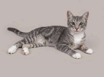 Bubba -  Domestic Short Hair Cat for Adoption in San Jacinto, California - Bubba | PetCurious