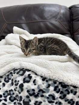 Whitaker -  Domestic Short Hair Cat for Adoption in Newberg, Oregon - Whitaker | PetCurious