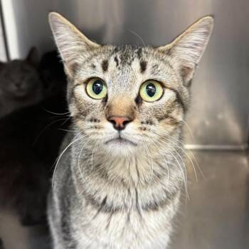 Franny -  Domestic Short Hair Cat for Adoption in Murray, Utah - Franny | PetCurious