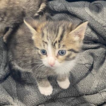 Joey -  Domestic Short Hair Cat for Adoption in North Battleford, Saskatchewan - Joey | PetCurious