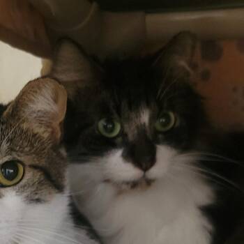 Domestic Medium Hair Cats Available for Adoption in Wheeling, Illinois - Moe | PetCurious