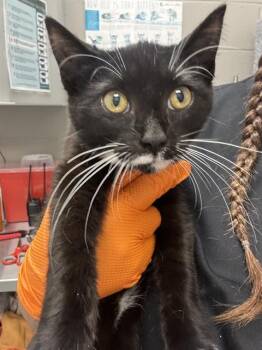 MOMMA -  Domestic Short Hair Cat for Adoption in Indianapolis, Indiana - MOMMA | PetCurious