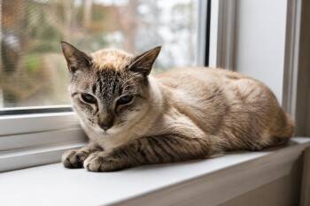 Siamese and Tabby Cats Available for Adoption in Biloxi, Mississippi - Artemis VanPort | PetCurious
