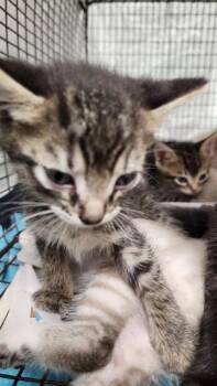 GALLAGER -  Domestic Short Hair Cat for Adoption in Fort Lauderdale, Florida - GALLAGER | PetCurious