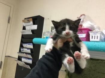 Domestic Short Hair Cats Available for Adoption in Riverside, California - TONY | PetCurious