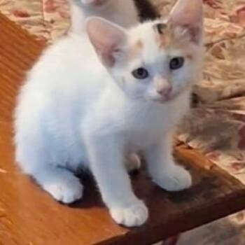 Mabel -  Domestic Short Hair Cat for Adoption in Austin, Texas - Mabel | PetCurious