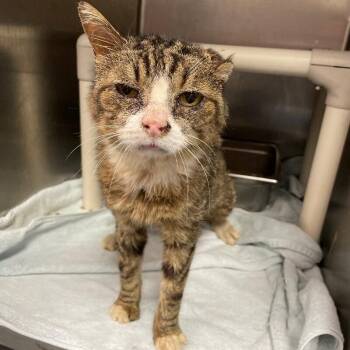 Peter -  Domestic Short Hair Cat for Adoption in Roanoke, Virginia - Peter | PetCurious