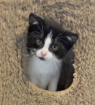 Tuxedo Cats Available for Adoption - Blinker SP | PetCurious