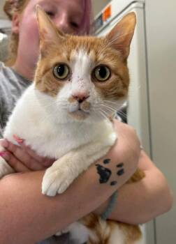 james -  Domestic Short Hair Cat for Adoption in Burgaw, North Carolina - James | PetCurious