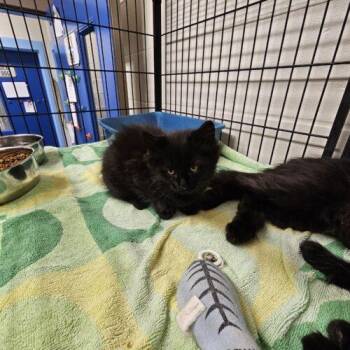 Lolita -  Domestic Long Hair Cat for Adoption in Burlington, Iowa - Lolita | PetCurious