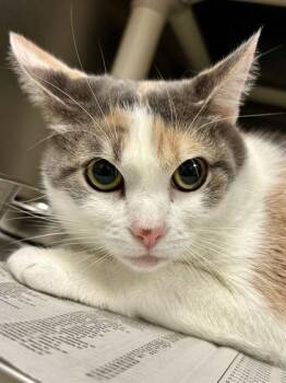 Rosie -  Domestic Short Hair Cat for Adoption in Wichita, Kansas - Rosie | PetCurious