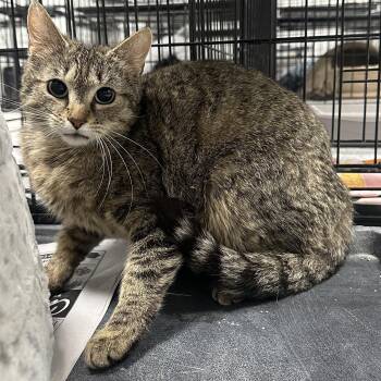 Domestic Short Hair Cats Available for Adoption in Youngstown, Ohio - Cleo | PetCurious