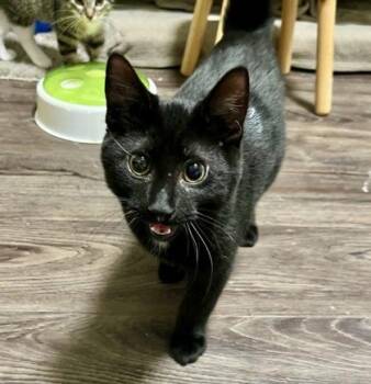 Fergus -  Domestic Short Hair Cat for Adoption in Vaughan, Ontario - Fergus | PetCurious