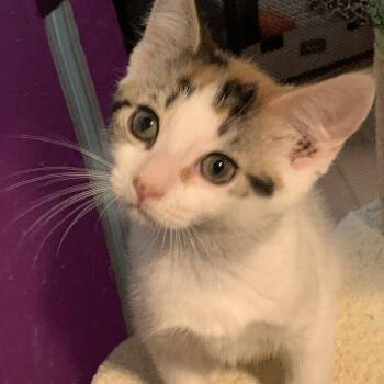 Rescue Calico and Domestic Short Hair Cats for Adoption in Roslyn Heights, New York - Loretta | PetCurious