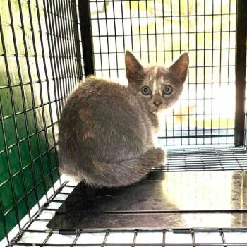 Cherry Chip Scone -  Domestic Short Hair Cat for Adoption in Charlottesville, Virginia - Cherry Chip Scone | PetCurious