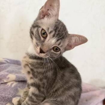 Mimzy -  Domestic Short Hair Cat for Adoption in Jupiter, Florida - Mimzy | PetCurious