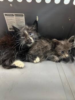 Crew -  Domestic Medium Hair Cat for Adoption in Gautier, Mississippi - Crew | PetCurious