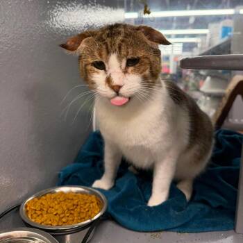 Lover boy -  Domestic Short Hair Cat for Adoption in Royal Oak, Michigan - Lover Boy | PetCurious