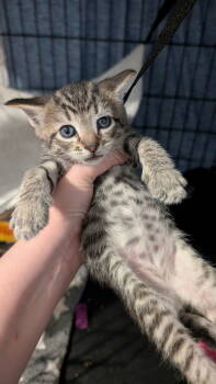 Rescue American Shorthair Cats for Adoption in Pikesville, Maryland - Oleander | PetCurious