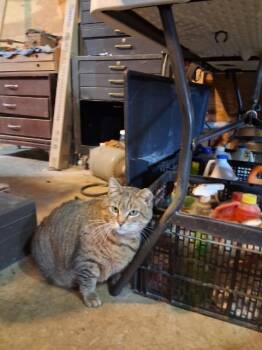 Domestic Short Hair Cats Available for Adoption in Auburn, Indiana - Clara | PetCurious