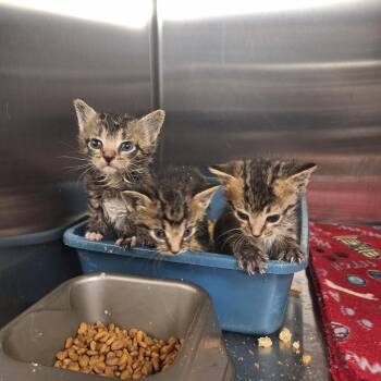 Domestic Short Hair Cats Available for Adoption in Gautier, Mississippi - Tack | PetCurious