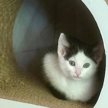 Tulip -  Domestic Short Hair Cat for Adoption in Falls Church, Virginia - Tulip | PetCurious