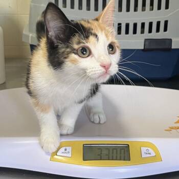 Libby Rose -  Domestic Short Hair Cat for Adoption in Wappingers Falls, New York - Libby Rose | PetCurious