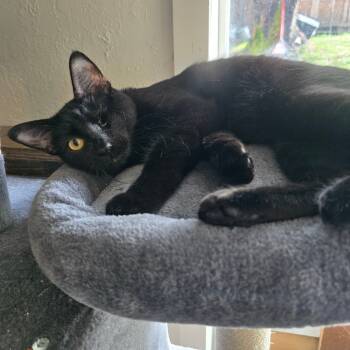 Rescue Domestic Short Hair Cats for Adoption in Jacksonville, Oregon - Dobby | PetCurious