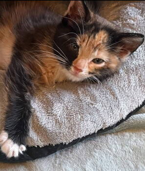Rescue Domestic Short Hair and Calico Cats for Adoption in Campbell, California - Bonnie | PetCurious