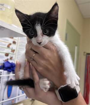ROWAN -  Domestic Short Hair Cat for Adoption in Fort Myers, Florida - ROWAN | PetCurious