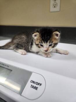 Wave -  Domestic Medium Hair Cat for Adoption in Kennewick, Washington - Wave | PetCurious