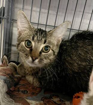 Domestic Short Hair Cats Available for Adoption - Spud | PetCurious