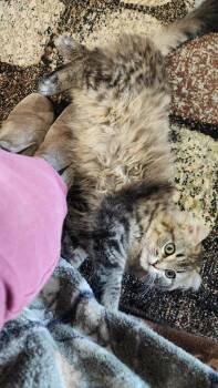 Rocky, FKA Gracee -  Domestic Medium Hair Cat for Adoption in Cloquet, Minnesota - Rocky, FKA Gracee | PetCurious