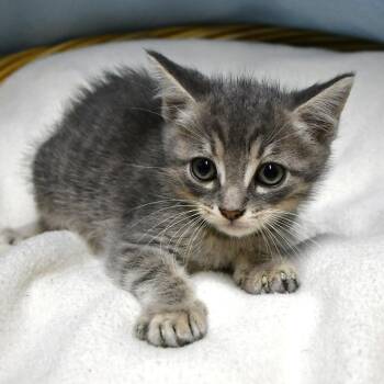 BAC-Stray-142160 -  Domestic Short Hair Cat for Adoption in Beaumont, Texas - BAC-Stray-142160 | PetCurious