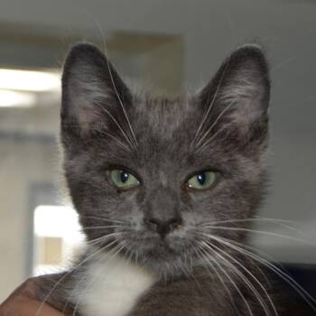 Truffle -  Domestic Short Hair Cat for Adoption in Los Angeles, California - Truffle | PetCurious