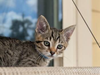Domestic Short Hair Cats Available for Adoption in Kingsland, Georgia - Ferron | PetCurious