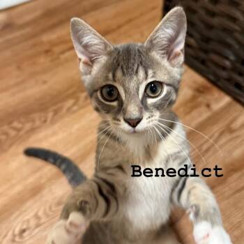 Benedict -  Domestic Short Hair Cat for Adoption in Murfreesboro, Tennessee - Benedict | PetCurious