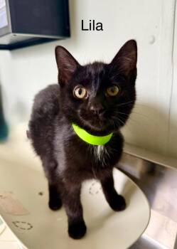 Domestic Short Hair Cats Available for Adoption - Lila | PetCurious